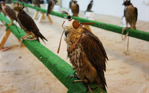 falcon souq qatar