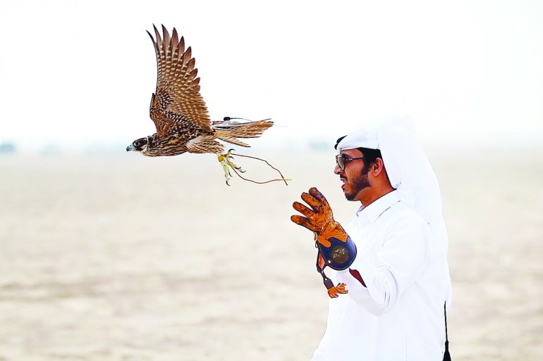 Marmi Festival continues to attract falconers