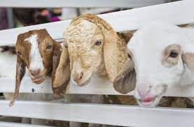 Subsidised sacrificial animals sale to begin on July 1