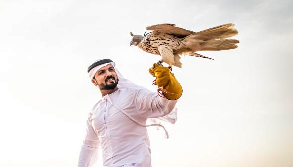 falconry experience qatar